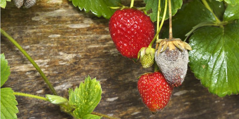 STEM Experiment: Exploring Mold by Growing a Mold Garden
